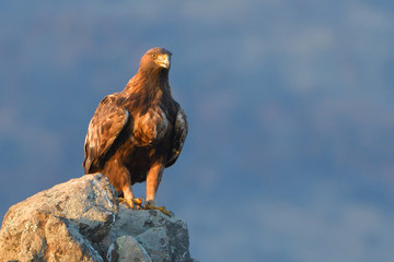 Golden Eagle Sitting on a Rock