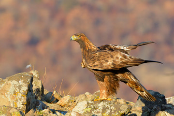 Golden Eagle Sitting on a Rock