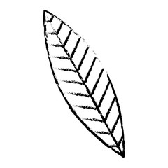 leaf nature foliage botanical icon vector illustration sketch design