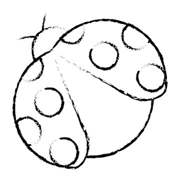 ladybug insect small icon animal vector illustration sketch design