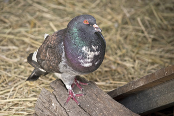 pigeon