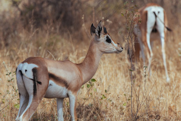 Springbok in Nature