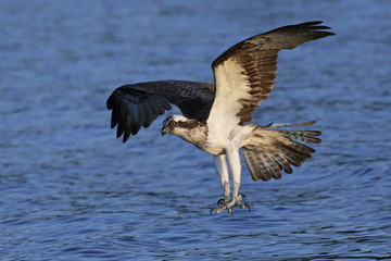 Osprey (Pandion haliaetus)