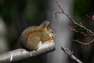 Kanadisches Grauhörnchen