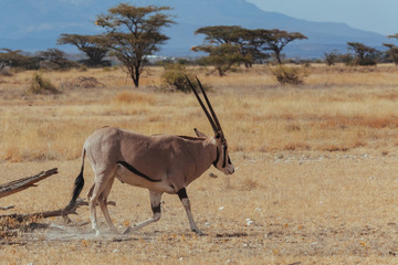 Naklejka na ściany i meble Oryx in Nature