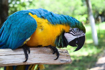 Guacamaya en Colombia