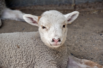 young lamb