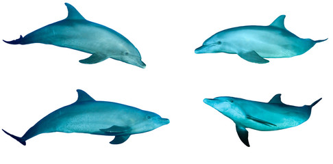 Bottlenose Dolphins isolated on white background