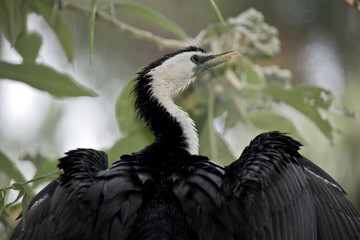 pied cormorant
