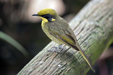 yellow tufted honeyeater