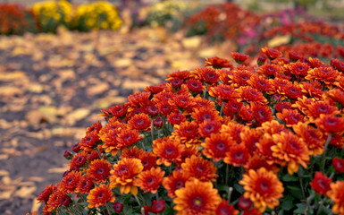 Colorful autumn chrysanthemum. Bright Autumn Garden