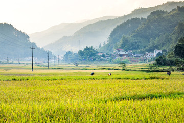 Rice fields on terraced of yellow green rice field landscape