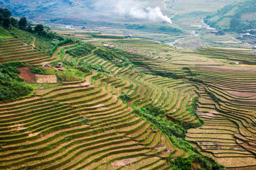 Fototapeta na wymiar Rice fields on terraced of yellow green rice field landscape