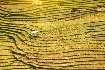 Rice fields on terraced of yellow green rice field landscape
