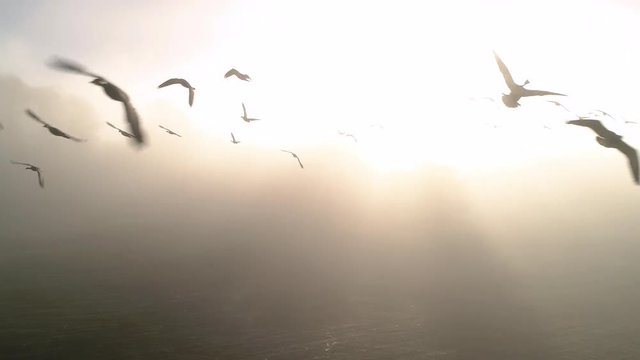 Bright Aerial Flying with Geese Slow Motion Over Country Farm