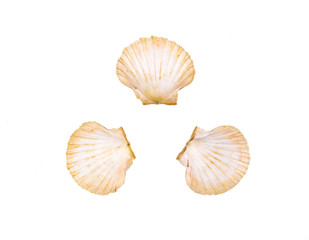 collection of sea shells on white isolated background