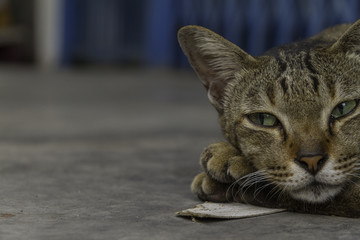 close up cat relaxing time