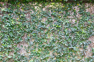 Obraz premium Cement walls, ivy and green leaves