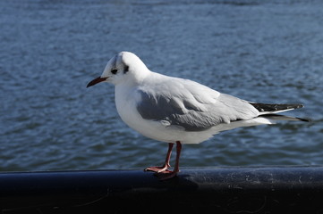 隅田川のカモメ