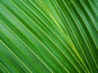 coconut green leaf texture