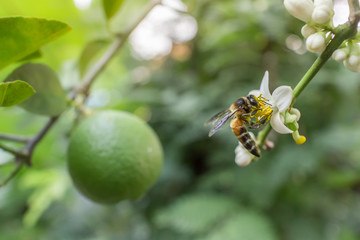 Lemon flower in a garden.