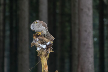 northern goshawk in deep spruce forest