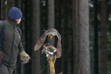 flying northern goshawk in deep forest