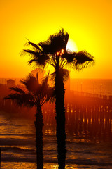 Sunset Palm Trees Silhouette