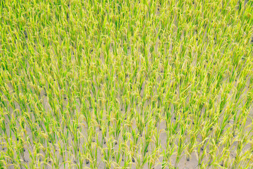 top view of the field with the young rice.