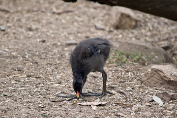 dusky moorhen chick