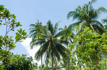 Fototapeta premium Green palm tree on blue sky