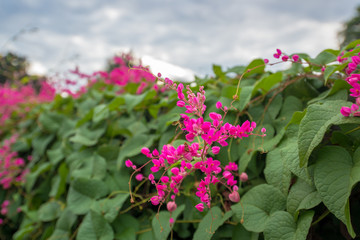 Bee drain the sweet water from pink flower bunch with leaf while cloudy weather, animal life