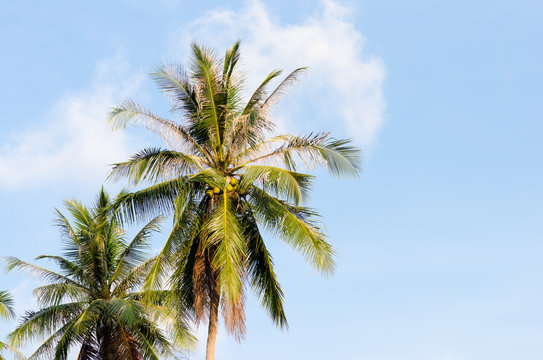 Green palm tree on blue sky