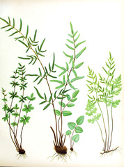 Illustration of a fern