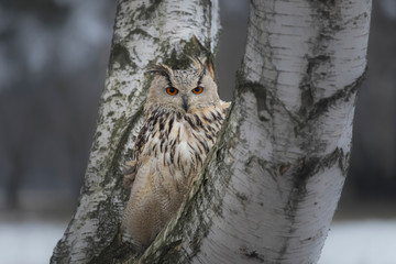 Eurasian eagle-owl in winter, close up