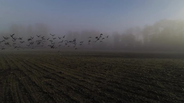 Canadian Geese Flying Over Farm Land in Fog Coud