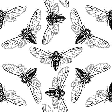 Vector background with hand drawn Cicada sketch. Vintage engraved locust illustration isolated on white. Entomological, seamless insects pattern