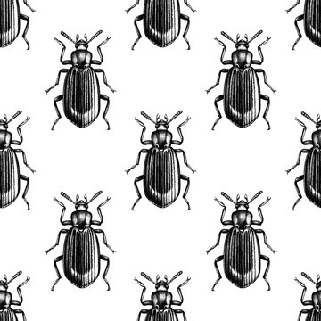 Darkling beetle seamless pattern. Black and gold bugs on white background. Hand drawn insects illustrations collection
