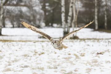 Eurasian eagle-owl flying over the winter meadow