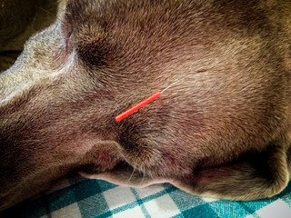 Close-up Weimaraner dog getting acupuncture treatment