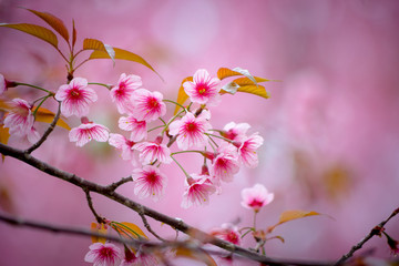 Wild Himalayan Cherry with pink and colorful smooth blur color background