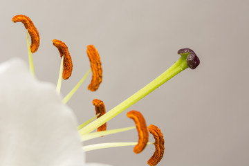 White lily flower with pistils and pollen.
