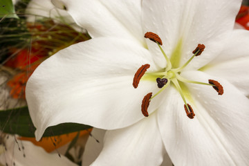 White lily flower with pistils and pollen.