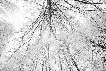 snow-covered tree branches in winter. New Year trees