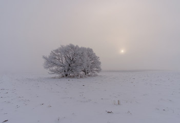 mystical winter landscape with large trees in the field