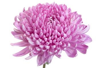 Purple chrysanthemum flower head