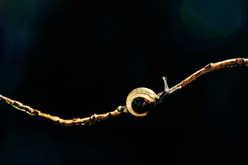 snails walking on a branch Green nature background,slow life concept