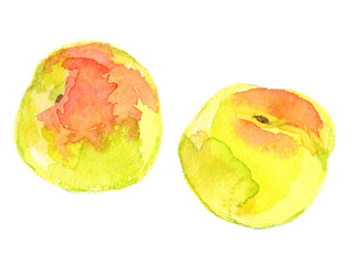 Fototapeta premium 梅 水彩イラスト