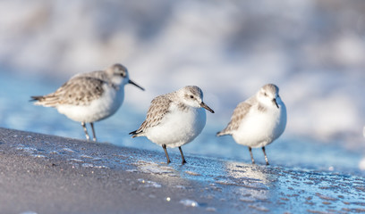 alpenstrandläufer am meer