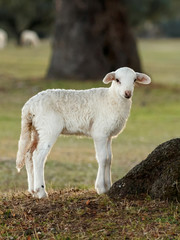 Fototapeta premium Beautiful lamb in the nature